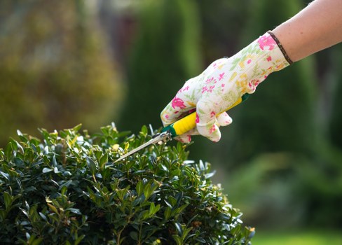 Healthy Putney garden with recommended plants