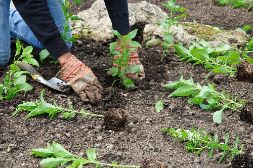 Sustainable gardening practices in Crook Log