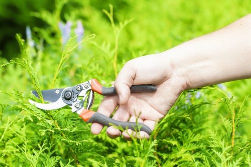 Pruned shrubs and ornamental plants in a Worcester Park garden